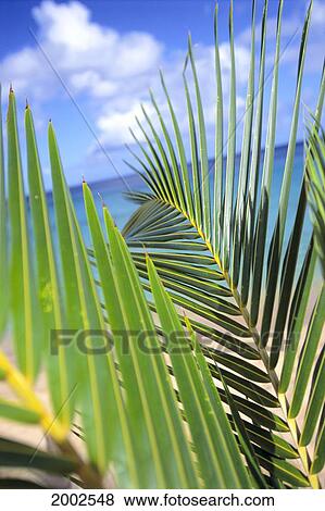 View Through Green Palm Leaves Of Blue Sky, White Clouds, Turquoise Water, Tilted View Large Photo Image Stock Photo - View Through Green Palm Leaves Of Blue Sky, White Clouds, Turquoise Water, Tilted. Fotosearch