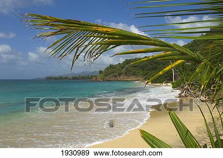 View Through Palm Frawns Of Dr Groom's Beach; Carriacou Island, Grenada View Large Photo Image Stock Photo - View Through Palm Frawns Of Dr Groom's Beach; Carriacou Island, Grenada. Fotosearch