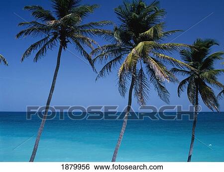 View Through Palm Trees Towards Sea View Large Photo Image Stock Photograph - View Through Palm Trees Towards Sea. Fotosearch