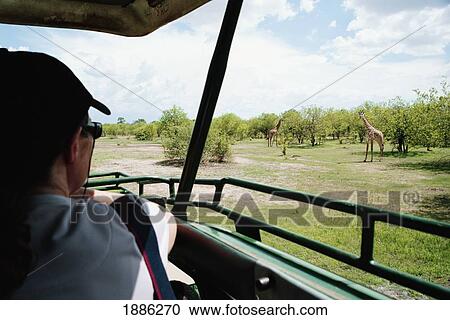 Stock Image - Viewing Giraffe From Safari Vehicle, Ruaha National Park. Fotosearch
