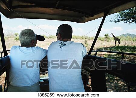 Viewing Giraffe From Safari Vehicle View Large Photo Image Stock Photo - Viewing Giraffe From Safari Vehicle. Fotosearch