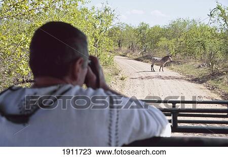 Stock Image - Viewing Zebra From Safari Vehicle, Ruaha National Park, Tanzania. Fotosearch