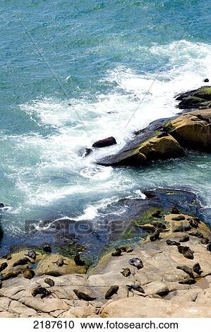 Stock Image - Views Of Sea Lions On The Rocks From The Top Of The Lighthouse, Cabo Polonio, Uruguay, South America. Fotosearch