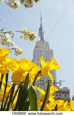 Views Of The Empire State Building And Flowers In Springtime, Manhattan, New York, Usa View Large Photo Image Stock Image - Views Of The Empire State Building And Flowers In Springtime, Manhattan, New York, Usa. Fotosearch