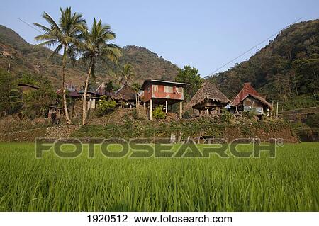 Stock Image - Village Containing The Bangaan Rice Terraces; Bangaan, Luzon, Philippines. Fotosearch