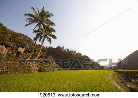 Stock Image - Village Containing The Bangaan Rice Terraces; Bangaan, Luzon, Philippines. Fotosearch