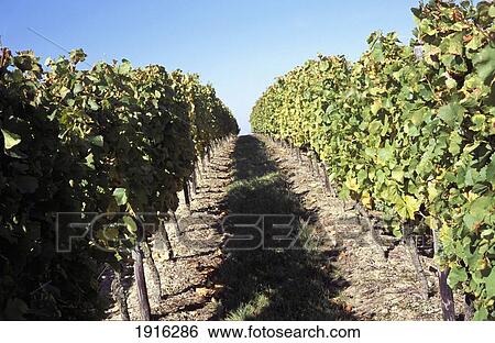 Vine Yards View Large Photo Image Stock Photograph - Vine Yards. Fotosearch
