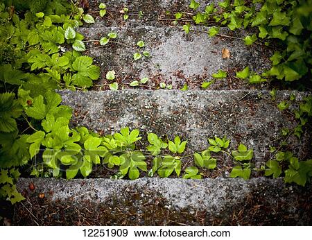 Vines growing across stone steps; Mayne Island, British Columbia, Canada View Large Photo Image Stock Photo - Vines growing across stone steps; Mayne Island, British Columbia, Canada. Fotosearch