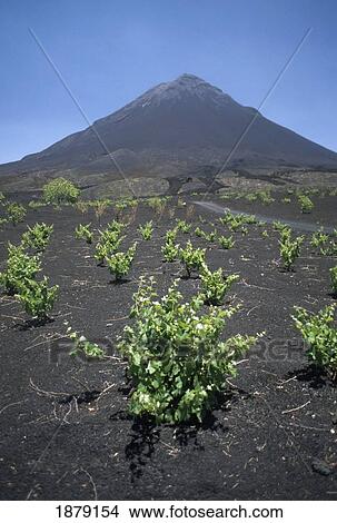 Picture - Vines Growing Near Fogo Volcano. Fotosearch