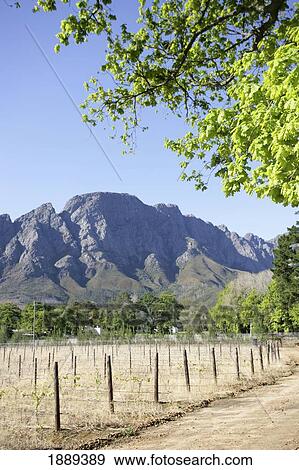 Vineyard And Mountains By Dirt Road View Large Photo Image Stock Photo - Vineyard And Mountains By Dirt Road. Fotosearch