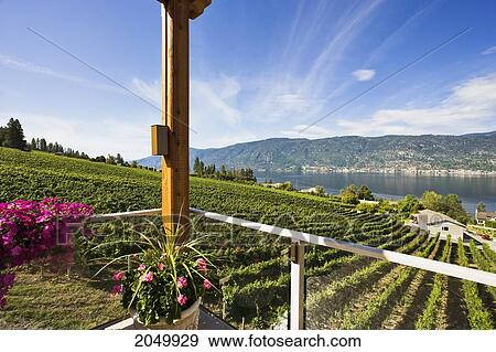 Vineyard And Okanagan Lake From Gray Monk Winery, Okanagan Centre, British Columbia View Large Photo Image Stock Photo - Vineyard And Okanagan Lake From Gray Monk Winery, Okanagan Centre, British Columbia. Fotosearch