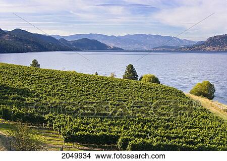 Picture - Vineyard And Okanagan Lake, Okanagan Centre, British Columbia. Fotosearch