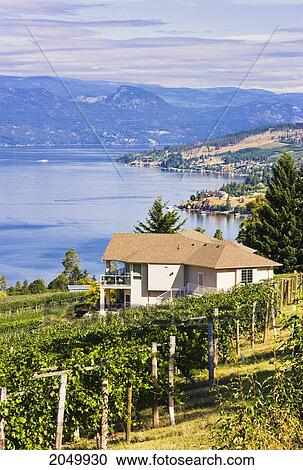 Vineyard And Okanagan Lake, Okanagan Centre, British Columbia View Large Photo Image Stock Image - Vineyard And Okanagan Lake, Okanagan Centre, British Columbia. Fotosearch