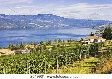 Vineyard And Okanagan Lake, Okanagan Centre, British Columbia View Large Photo Image Stock Image - Vineyard And Okanagan Lake, Okanagan Centre, British Columbia. Fotosearch
