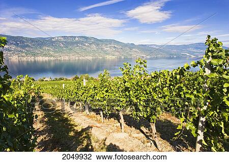 Stock Image - Vineyard And Okanagan Lake, Okanagan Centre, British Columbia. Fotosearch