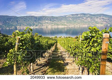 Vineyard And Okanagan Lake, Okanagan Centre, British Columbia View Large Photo Image Stock Image - Vineyard And Okanagan Lake, Okanagan Centre, British Columbia. Fotosearch