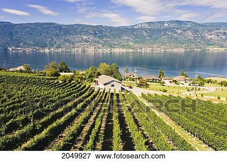 Vineyard And Okanagan Lake, Okanagan Centre, British Columbia View Large Photo Image Stock Photo - Vineyard And Okanagan Lake, Okanagan Centre, British Columbia. Fotosearch