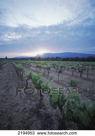 Vineyard At Dusk Near Avignon, Provence, France. View Large Photo Image Stock Image - Vineyard At Dusk Near Avignon, Provence, France.. Fotosearch