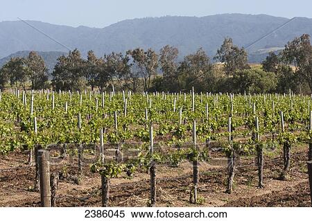Vineyard beginning to bloom; California, United States of America View Large Photo Image Stock Photography - Vineyard beginning to bloom; California, United States of America. Fotosearch