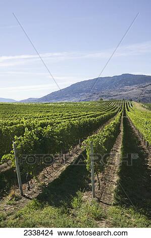 Picture - Vineyard; British Columbia, Canada. Fotosearch