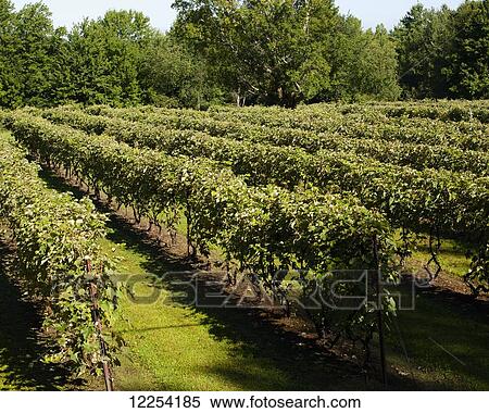 Stock Photography - Vineyard; Dunham, Quebec, Canada. Fotosearch