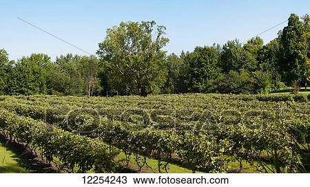 Vineyard; Durham, Quebec, Canada View Large Photo Image Stock Image - Vineyard; Durham, Quebec, Canada. Fotosearch