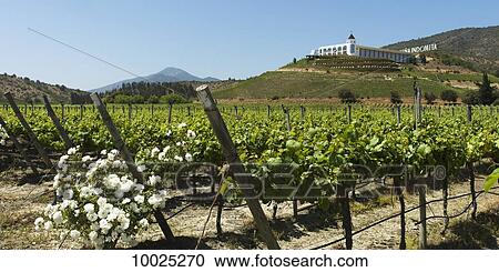 Vineyard in Casablanca Valley; Casablanca, Valparaiso, Chile View Large Photo Image Stock Image - Vineyard in Casablanca Valley; Casablanca, Valparaiso, Chile. Fotosearch