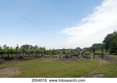 Stock Photograph - Vineyard In Summer, Beamsville, Ontario.. Fotosearch