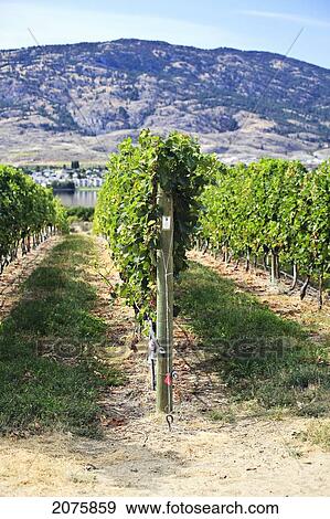 Stock Photo - Vineyard In The Okanagan Valley; Osoyoos British Columbia Canada. Fotosearch