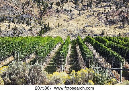 Stock Photo - Vineyard In The Okanagan Valley; Osoyoos British Columbia Canada. Fotosearch