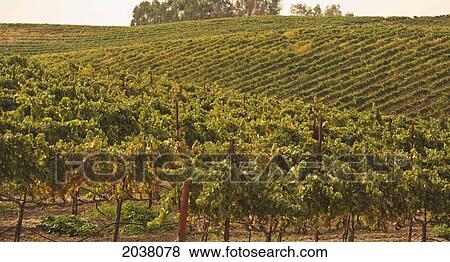 Vineyard; Napa Area California United States Of America View Large Photo Image Stock Photo - Vineyard; Napa Area California United States Of America. Fotosearch