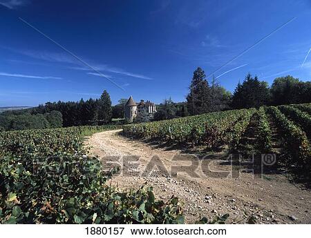 Stock Photo - Vineyard Near Chateau Marguerite Bourgogne. Fotosearch