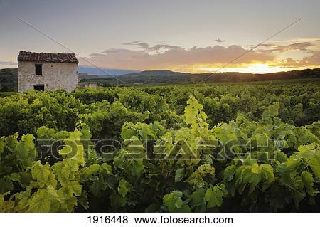 Stock Photo - Vineyard Near Malemort-Du-Comtat. Fotosearch