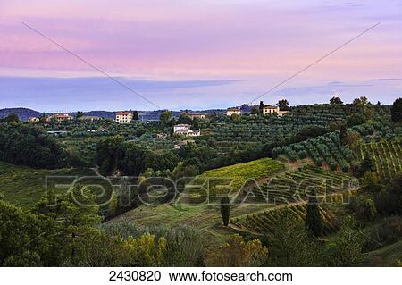 Stock Image - Vineyard, near Poggibonsi; Tuscany, Italy. Fotosearch
