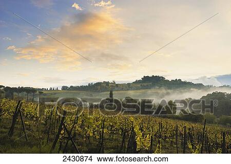 Vineyard near San Gimignano, with fog at sunrise; Tuscany, Italy View Large Photo Image Picture - Vineyard near San Gimignano, with fog at sunrise; Tuscany, Italy. Fotosearch