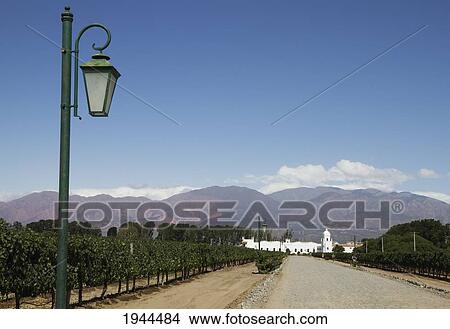 Vineyard of Bodega El Esteco winery, Cafayate, Salta, Argentina View Large Photo Image Picture - Vineyard of Bodega El Esteco winery, Cafayate, Salta, Argentina. Fotosearch