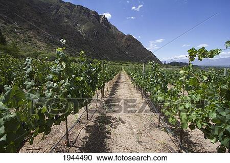 Stock Image - Vineyard of Finca Las Nubes winery, Cafayate, Salta, Argentina. Fotosearch