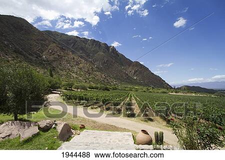 Vineyard of Finca Las Nubes winery, Cafayate, Salta, Argentina View Large Photo Image Stock Photo - Vineyard of Finca Las Nubes winery, Cafayate, Salta, Argentina. Fotosearch