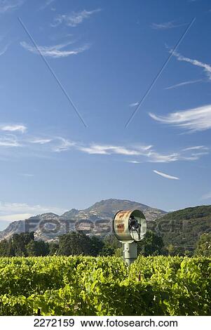 Stock Photo - Vineyard Of The Napa Valley And Fog Blower; California United States Of America. Fotosearch