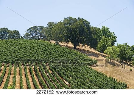 Stock Image - Vineyard Of The Napa Valley And Oak Trees; California United States Of America. Fotosearch