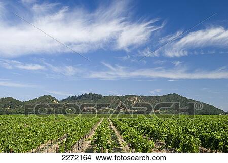 Picture - Vineyard Of The Napa Valley; California United States Of America. Fotosearch