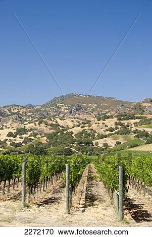 Vineyard Of The Napa Valley; California United States Of America View Large Photo Image Stock Image - Vineyard Of The Napa Valley; California United States Of America. Fotosearch