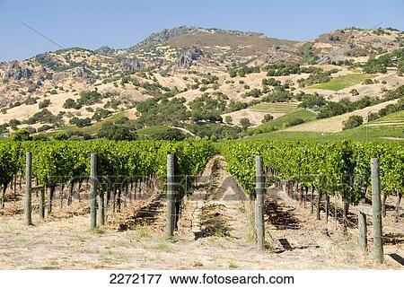 Stock Photo - Vineyard Of The Napa Valley; California United States Of America. Fotosearch