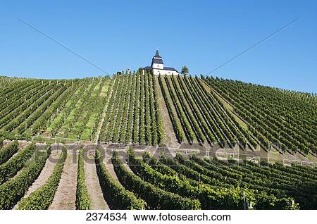 Picture - Vineyard on a slope with a building on the top of the hill; Mosel, Germany. Fotosearch