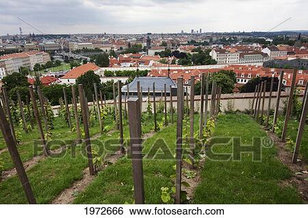 Vineyard On The Prague Castle Palace Gardens, Prague, Czech Republic View Large Photo Image Stock Photograph - Vineyard On The Prague Castle Palace Gardens, Prague, Czech Republic. Fotosearch