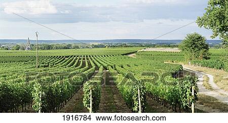 Picture - Vineyard. Fotosearch