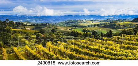 Vineyard; San Gimignano, Tuscany, Italy View Large Photo Image Stock Photo - Vineyard; San Gimignano, Tuscany, Italy. Fotosearch