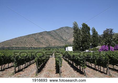 Stock Image - Vineyard. Fotosearch