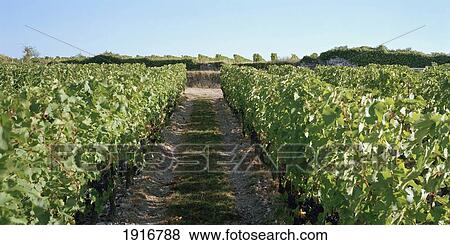 Vineyard View Large Photo Image Stock Photo - Vineyard. Fotosearch