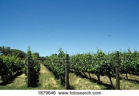 Vineyard View Large Photo Image Stock Photograph - Vineyard. Fotosearch